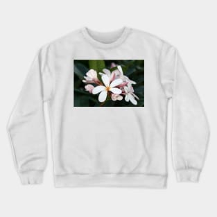 Plumeria flowers on Hawaii Crewneck Sweatshirt